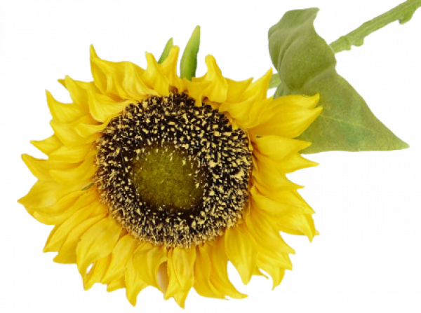Schöne Sonnenblume für die Tischdeko 1