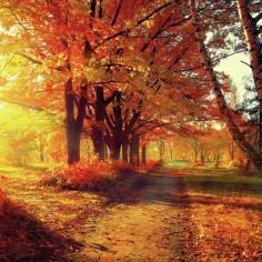 Herbstliche Servietten für Ihre Herbstdeko, Herbst-Servietten in den Styles der Herbst-Saison und zu Halloween