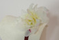 Preview: Ausgefallenes Gastgeschenk runde Truhe mit einer Blume 4