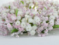 Preview: Blumendeko, ein Kranz aus Schleierkraut/Gypsophila in Rosa - 2