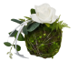 Preview: Dekorative Mooskugel mit einer Rose, Eukalyptusblättern und Farnen Preview: Dekorative Mooskugel mit einer Rose, Eukalyptusblättern und Farnen
