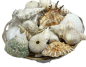 Preview: Streudekoration. Echte Muscheln, Muschelmix. Tischdeko-online 1