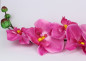 Preview: XXL-Orchidee in Pink - Blumendeko 1