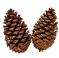 Preview: XXL-Zapfen (Pinus Maritima) in Natur, 8-11 cm - 2 Preview: XXL-Zapfen (Pinus Maritima) in Natur, 8-11 cm - 2