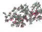 Preview: geeister Zweig von der japanischen Kiefer mit Beeren - 1 Preview: geeister Zweig von der japanischen Kiefer mit Beeren - 1
