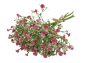 Preview: Blumendeko Gloriosazweig - Ruhmeskrone 1