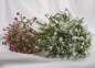 Preview: Schleierkraut Gypsophila, rosa