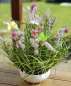Preview: Schmetterlinge in Gelb und Apricot mit einer Klammer - 2 Preview: Schmetterlinge in Gelb und Apricot mit einer Klammer - 2