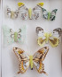 Preview: bunte Schmetterlinge mit einem Clip - 1 Preview: bunte Schmetterlinge mit einem Clip - 1