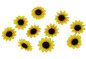 Preview: Streudeko, Tischdekoration - 12 Sonnenblumen zum Streuen 1