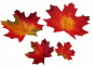 Preview: Herbstdeko, Streudeko - Herbstblätter zum Streuen. Herbstdekorationen Tischdeko-online.de