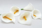 Preview: Streudeko - 5 Streublumen Streudeko - 5 Streublumen Calla. Tischdeko-online.Calla. Tischdeko-online für Sie 3 Preview: Streudeko - 5 Streublumen Streudeko - 5 Streublumen Calla. Tischdeko-online.Calla. Tischdeko-online für Sie 3