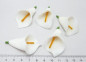 Preview: Streudeko - 5 Streublumen Streudeko - 5 Streublumen Calla. Tischdeko-online.Calla. Tischdeko-online für Sie 4 Preview: Streudeko - 5 Streublumen Streudeko - 5 Streublumen Calla. Tischdeko-online.Calla. Tischdeko-online für Sie 4