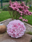 Preview: Hortensien-Kugel aus Seide, rosa, 20 cm - 4 Preview: Hortensien-Kugel aus Seide, rosa, 20 cm - 4