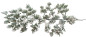 Preview: Japanische Pinie, whitewashed, 48 cm - 1 Preview: Japanische Pinie, whitewashed, 48 cm - 1