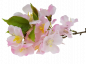 Preview: Kleiner Kirschblütenzweig, cremeweiß oder rosa - 2