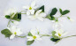 Preview: Magnoliengirlande für eine schöne Frühlingsdeko - 1