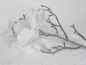 Preview: Weihnachtsdeko - beschneite, weiße Magnolienblüte 2