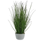 Preview: Blumendeko Miscanthusgras, China-Schilf im Topf - 1 Preview: Blumendeko Miscanthusgras, China-Schilf im Topf - 1