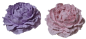 Preview: Rose aus Gips in Flieder oder Rosa, 8 x 3 cm - 1 Preview: Rose aus Gips in Flieder oder Rosa, 8 x 3 cm - 1