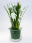 Preview: Blumendeko - Schneeglöckchen als Strauß. Blumendekoration Tischdeko-online 2