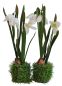 Preview: Blumendeko Schneeglöckchen, 23 cm