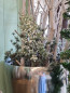 Preview: Japanische Pinie, whitewashed, 48 cm - 2 Preview: Japanische Pinie, whitewashed, 48 cm - 2