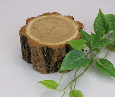 kleiner Akazienstamm - 2