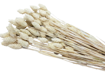 Phalaris-Bund, Blumendeko - 1