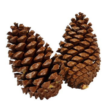 XXL-Zapfen (Pinus Maritima) in Natur, 8-11 cm - 1