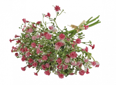 Schleierkraut Gypsophila, rosa