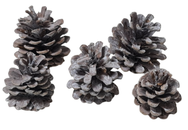 Preview: Adventsdeko, Weihnachtsdeko - 3 weiße Zapfen