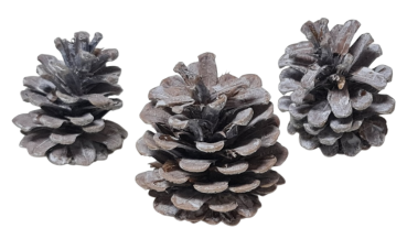 Preview: Adventsdeko, Weihnachtsdeko - 3 weiße Zapfen