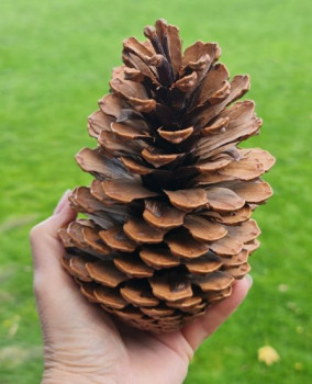 XXL-Zapfen, natur in 3 Gößen XXL-Zapfen, natur in 3 Gößen