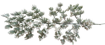 Japanische Pinie, whitewashed, 48 cm - 1