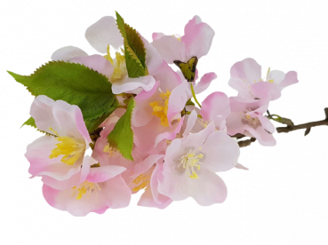 Kleiner Kirschblütenzweig, cremeweiß oder rosa - 2