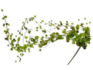 Leuchtenblumen (Ceropegia) Hänger - Tischdekoration und Girlande 1