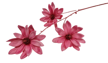 Magnolienzweig in Pink, Kunststoff/Seide, 81 cm - 2