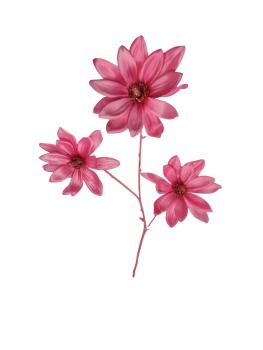 Magnolienzweig in Pink, Kunststoff/Seide, 81 cm - 3