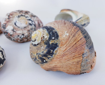 Alireukel-Muscheln (Turbanschnecke), ca. 6-7 große Muscheln - 3