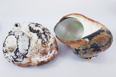 Alireukel-Muscheln (Turbanschnecke), ca. 6-7 große Muscheln - 2