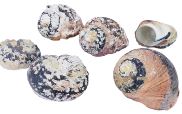 Alireukel-Muscheln (Turbanschnecke), ca. 6-7 große Muscheln - 1