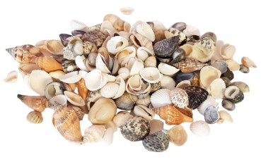 Muscheln zum Streuen - Streudeko