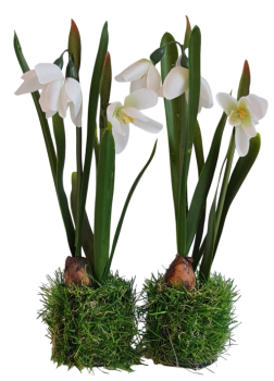 Blumendeko Schneeglöckchen, 23 cm