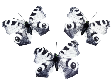 Schwarze Schmetterlinge 