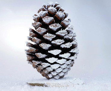 beschneiter XXL-Zapfen (Pinus Maritima) auf einer Holzscheibe - 3