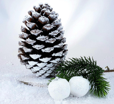 beschneiter XXL-Zapfen (Pinus Maritima) auf einer Holzscheibe - 1