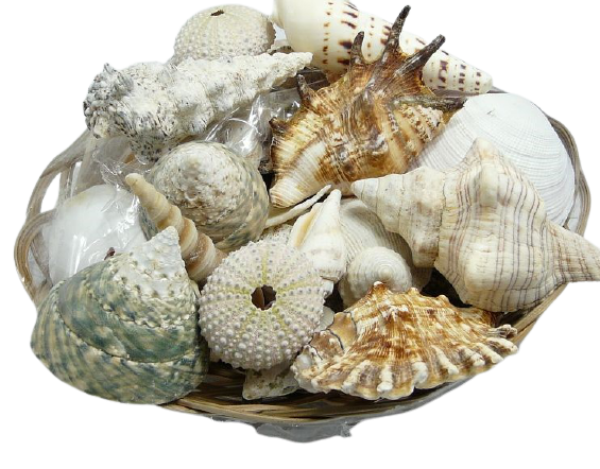 Streudekoration. Echte Muscheln, Muschelmix. Tischdeko-online 1