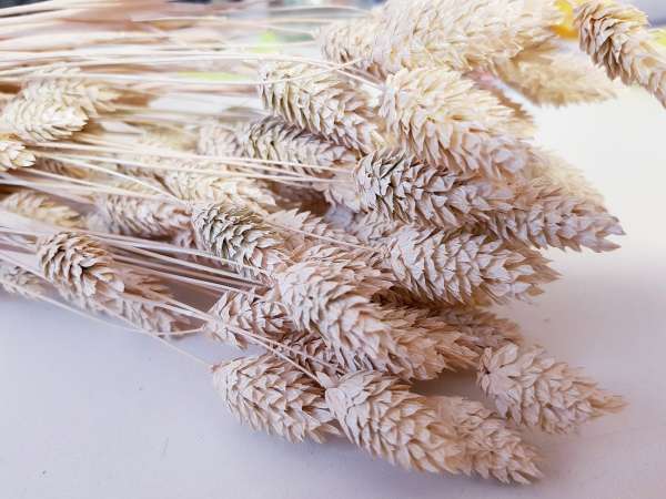 Phalaris-Bund, Blumendeko - 2 Phalaris-Bund, Blumendeko - 2