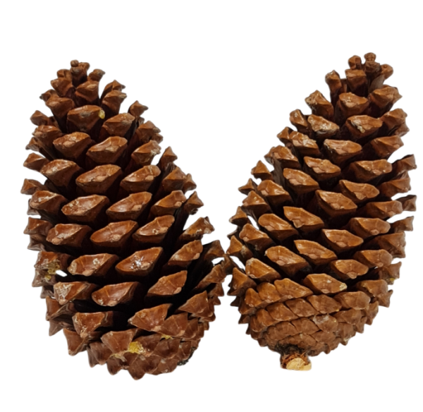 XXL-Zapfen (Pinus Maritima) in Natur, 8-11 cm - 2 XXL-Zapfen (Pinus Maritima) in Natur, 8-11 cm - 2
